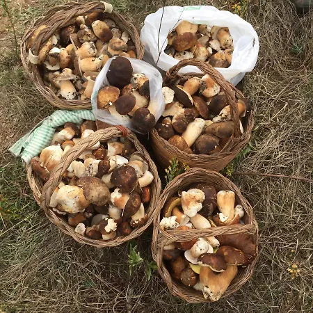 Çiftlik konaklama Sogno Sulcitano