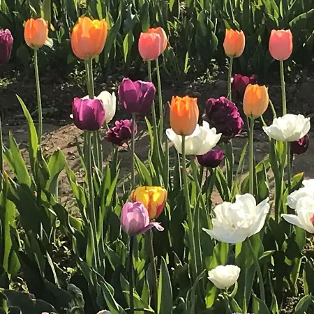 Sogno Sulcitano * Masainas