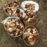 Alloggio per agriturismo Sogno Sulcitano