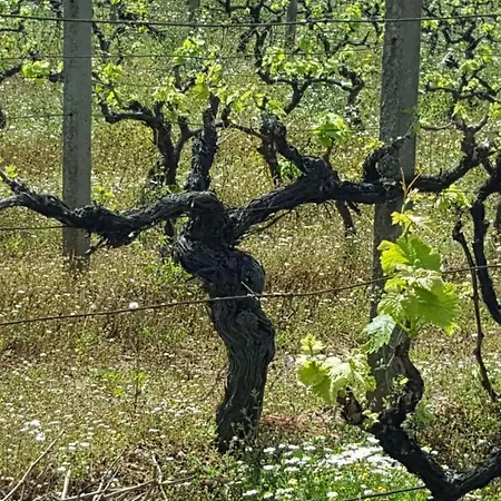 Sogno Sulcitano